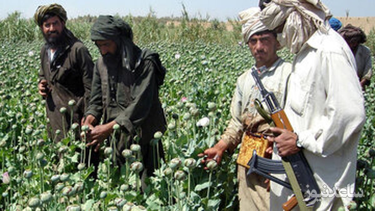 طالبان یک رکورد جهانی ثبت کرد؛ موفق‌ترین مبارزه در برابر مواد مخدر!