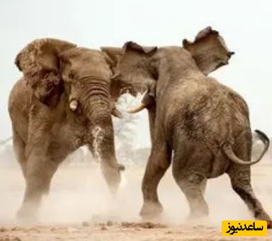 (ویدئو) حیات وحش ؛ مستند حیات وحش حیوانات / وقتی نبرد فیل‌ها درختان را از پا درمی‌آورد