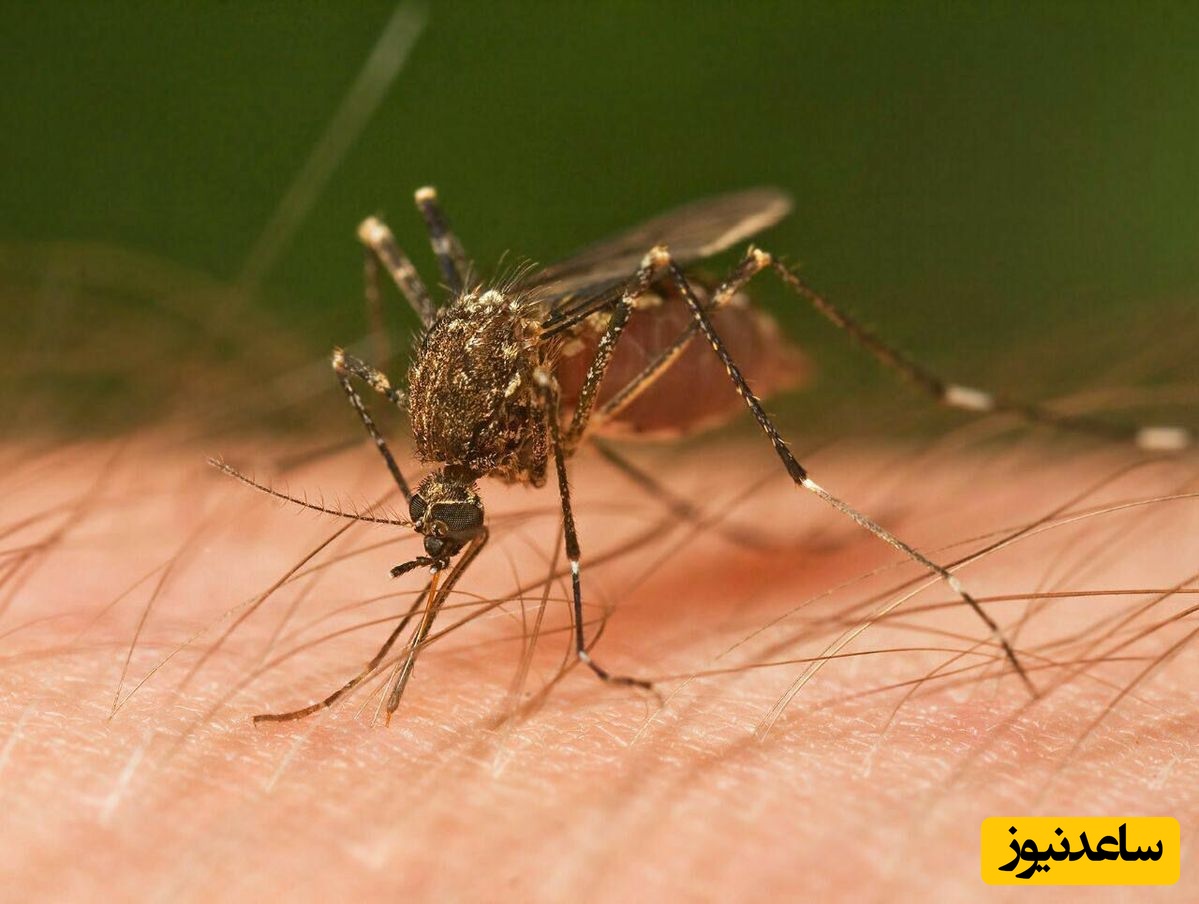 دیدن پشه در خواب نشانه چیست؟/ تعبیر خواب پشه