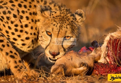 پنج شکارچی در برابر یک قربانی/ لحظه‌ی هجوم وحشیانه یوزپلنگ‌ها به شاخ‌چنگی بی‌دفاع! +ویدیو