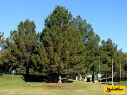 دیدن کاج در خواب چه تعبیری دارد؟ / تعبیر خواب کاج