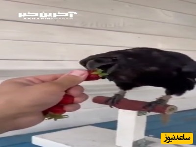 حرکت عجیب و جالب کلاغ موقع خوردن توت فرنگی!؛ چقدر این پرنده باهوشه+ویدئو