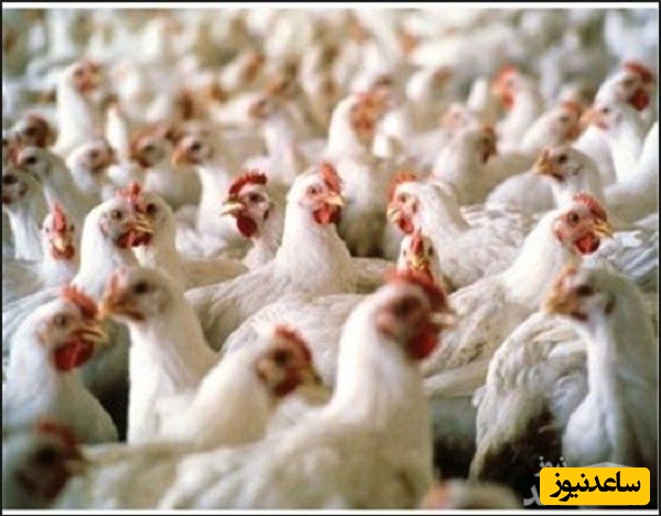 دانلود نمونه قرارداد خرید و عرضه مرغ