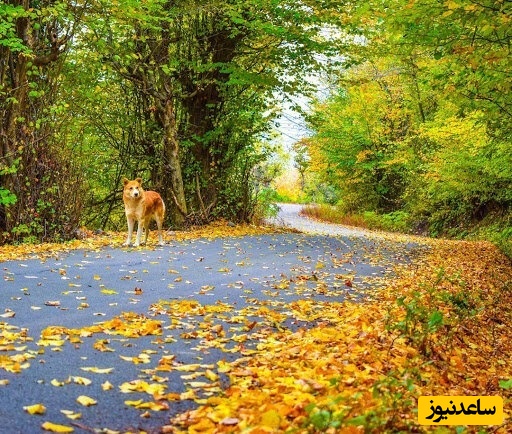 جنگل نقله‌بر