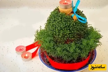 آموزش مرحله‌به‌مرحله کاشت سبزه شاهی روی کوزه؛ سبزه عید خاص و متفاوت بساز!+ ویدئو