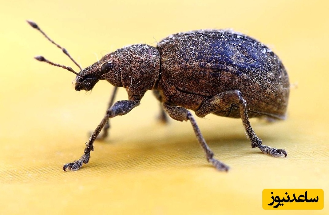 جانورانی که در جهنم زنده می‌مانند