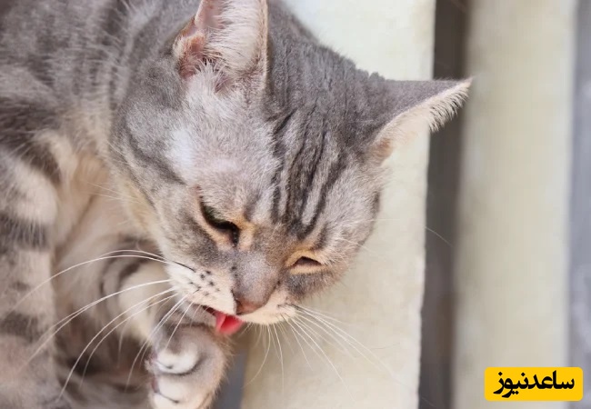نگهداری گربه
