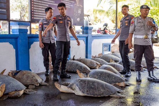 کشف 21 لاک پشت دریایی قاچاق از قاچاقچیان از سوی پلیس دریایی اندونزی/ EPA