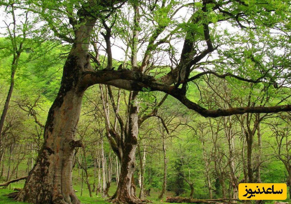 آشنایی با پارک جنگلی شگفت‌انگیز جوارم در مازندران + فیلم