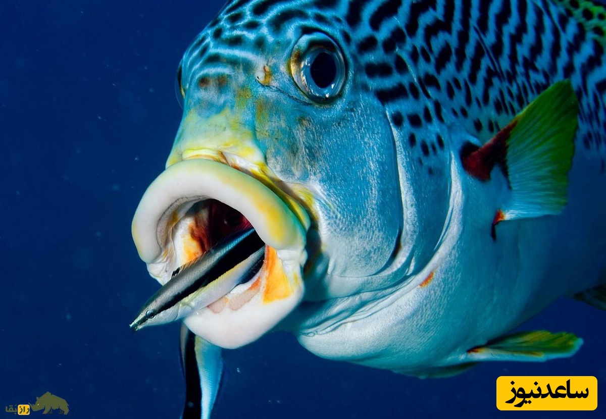 (ویدئو) با ماهرترین و محبوب ترین پزشک در سرتاسر آب های شیرین دنیا آشنا شوید!