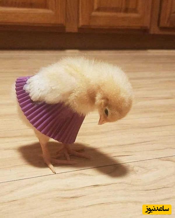 خلاقیت خنده دار جوان ایرانی برای صداگذاری حیات وحش مرزهای دوبله را جابه جا کرد/ این داستان: تخم های بی سرپرست