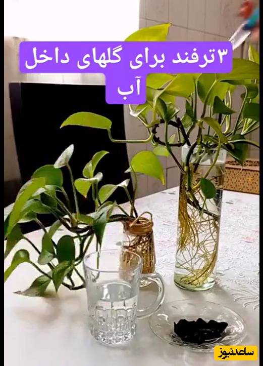 اگه گل‌های داخل آبت زود میپوسن بیا تابگم چکار کنی/ 3 ترفند عالی و کاربردی...+ ویدئو