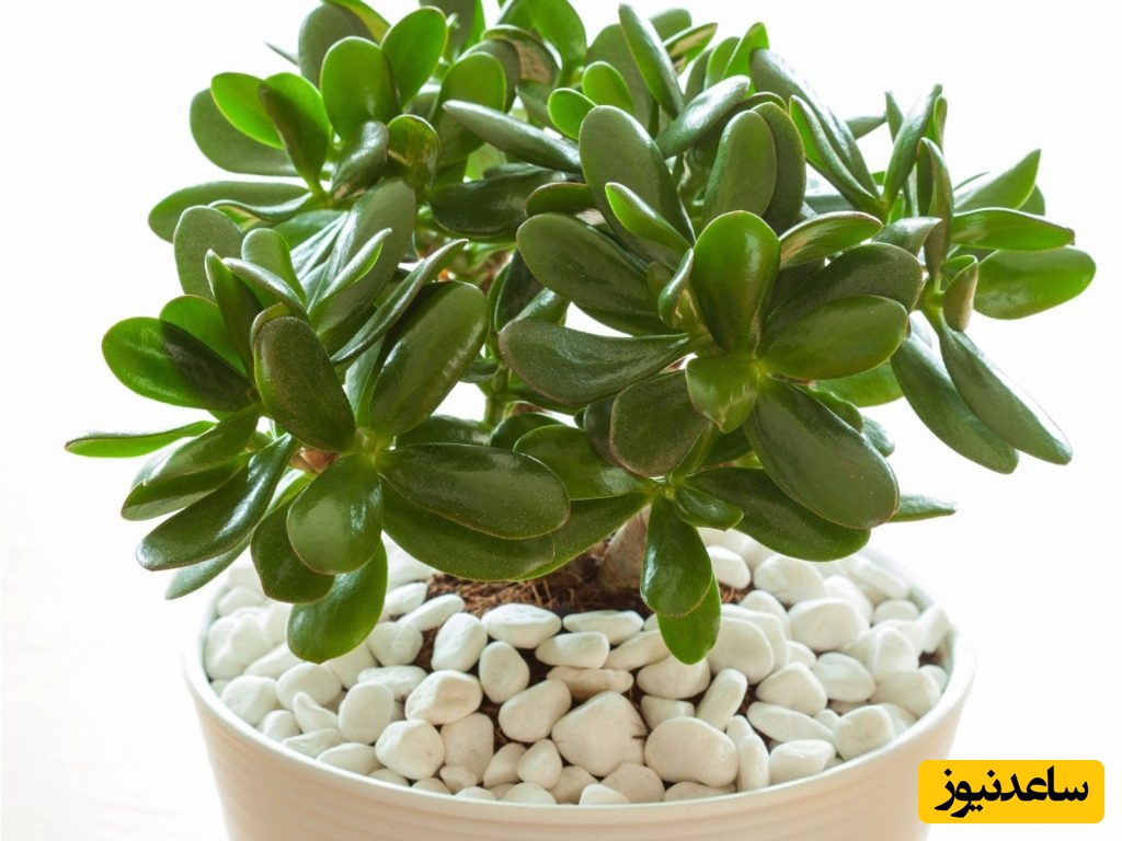 گیاهان آپارتمانی