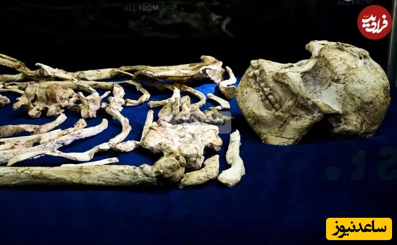 لیتل فوت کاملترین فسیل از یک انسانتبار منقرض شده است