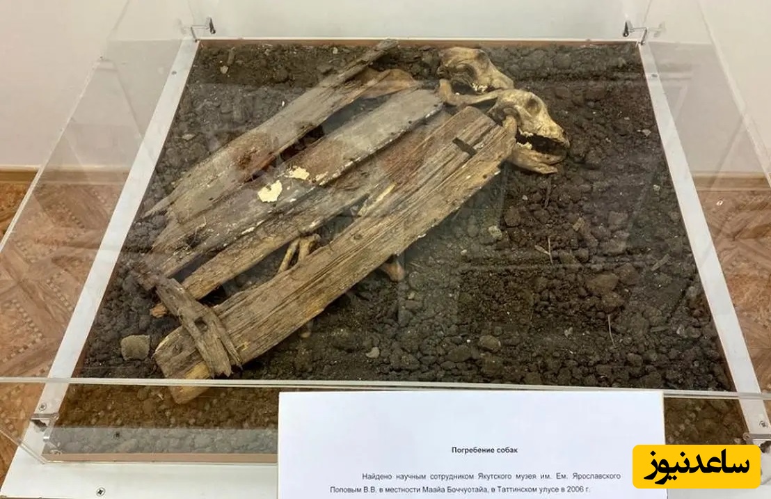 کشف اسکلت «سگ‌های قربانی» که زیر «گهوارۀ کودکان» دفن شده بودند