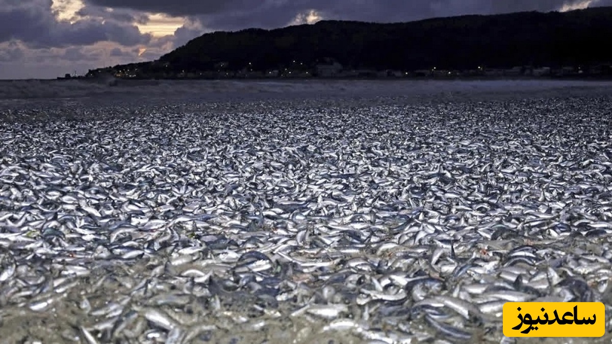 ساحلی عجیب و ترسناک پر از استخوان ماهی در ژاپن!+تصاویر
