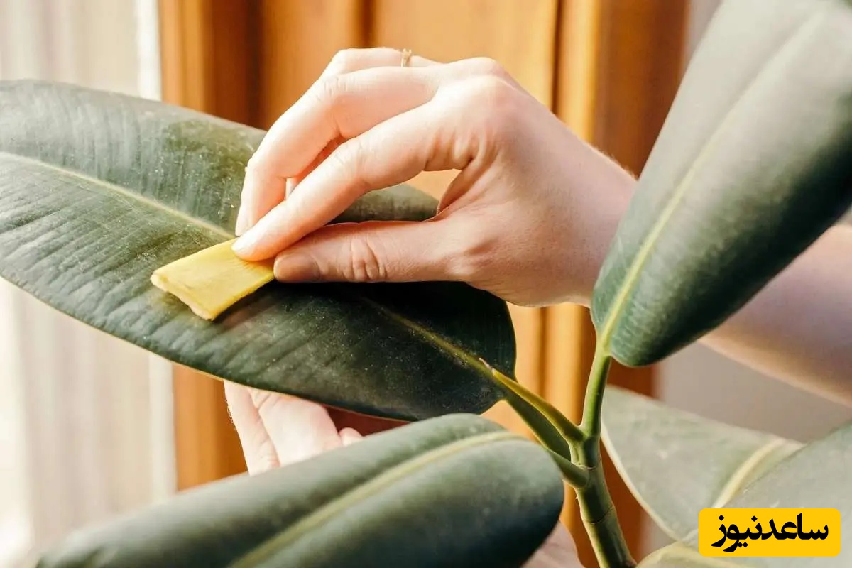 زیباترین کاکتوس‌های آپارتمانی که نگهداری‌شان راحت است و گل‌هایشان شما را شگفت‌زده می‌کند