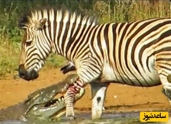 (ویدئو) مستند حیات وحش حیوانات/فرار معجزه آسای گورخر از آرواره های دو کروکودیل گرسنه