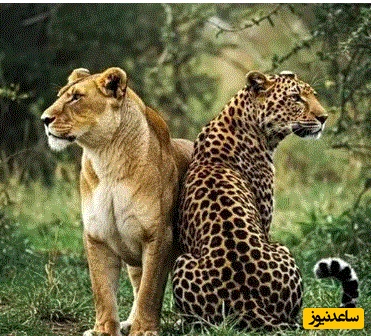 (ویدئو) مستند حیات وحش حیوانات/ نبرد دیدنی شیر و پلنگ