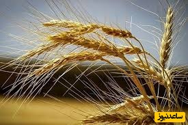 خبر مهم دولت /مطالبات گندمکاران واریز می شود +جزئیات