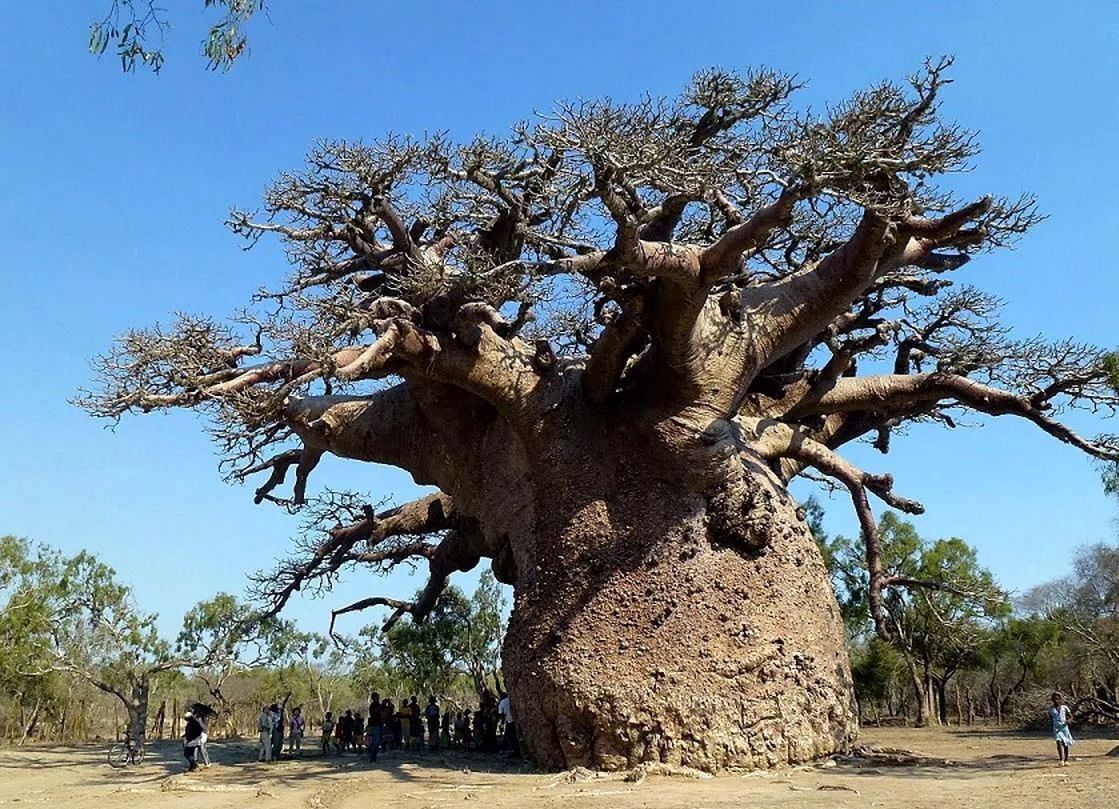 این درخت شگفت‌انگیز چگونه به آفریقا زندگی می‌بخشد؟