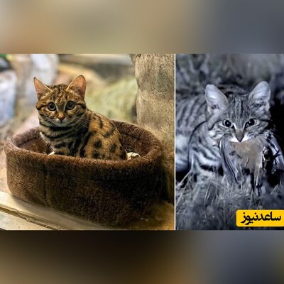 (عکس) گربه پاسیاه؛ عضو جدید بامزه باغ وحش که کُشنده‌ترین گربه جهان است