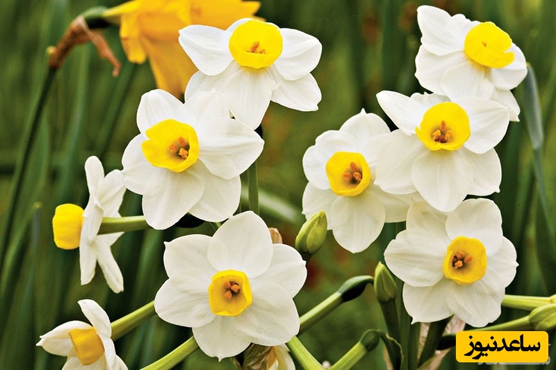 دیدن گل نرگس در خواب چه تعبیری دارد؟ / تعبیر خواب گل نرگس