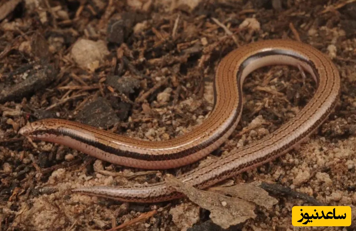 مارمولک بدون دست