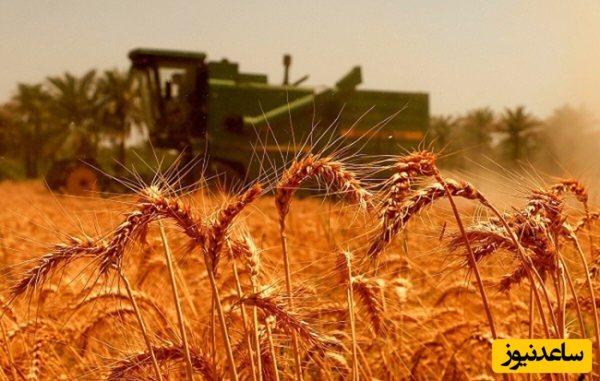 دیدن گندم در خواب چه تعبیری دارد؟ / تعبیر خواب گندم + فیلم