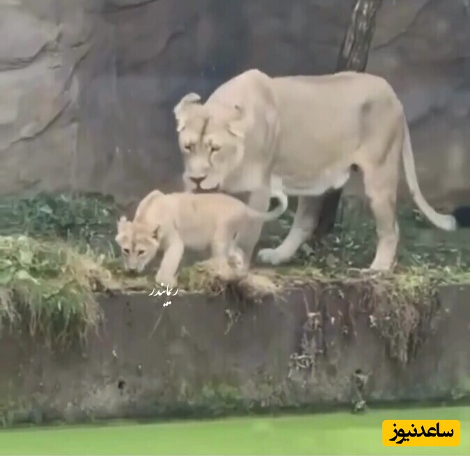 واکنش شیر مادر بعد از هل دادن اشتباهی فرزندش به آب دل یه دنیا رو تکون داد/ مادر است دیگر؛ در هر موجودی بچش تو خطر باشه دست و پاشو گم میکنه + ویدئو