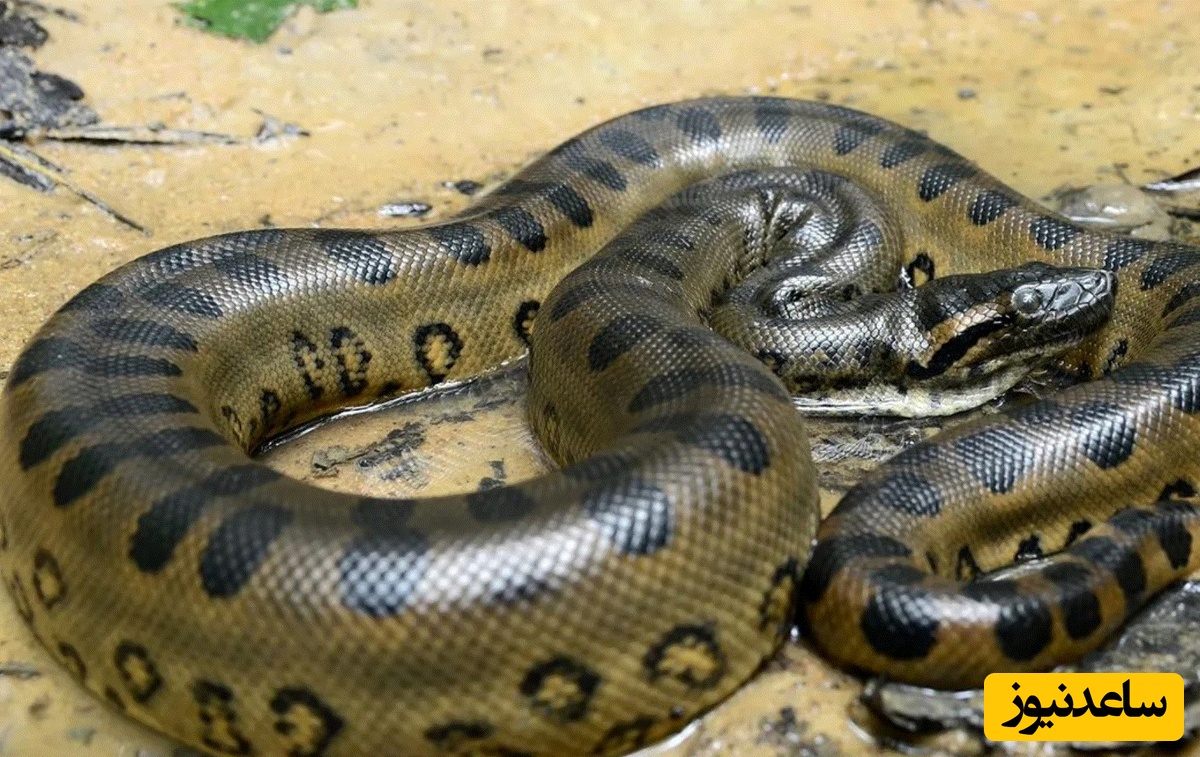 از آناکوندای 227 کیلوگرمی تا پایتون های اسرارآمیز + اینفوگرافیک