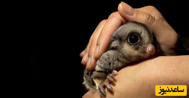 دانلود رایگان دفترچه سوالات و پاسخنامه آزمون دکتری بیماری‌های داخلی دام‌های کوچک (93 تا 96)