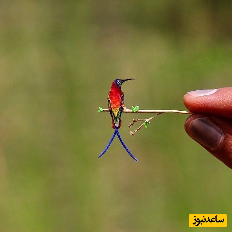 (ویدئو) کوچکترین پرندگان جهان فقط به اندازه دو بند انگشت!