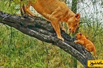 (ویدئو) مستند حیات وحش حیوانات/ لحظات ثبت شده از وقتی که ماده شیر به توله هایش آموزش بالا رفتن از درخت می دهد!