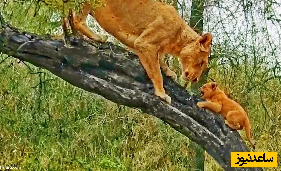 (ویدئو) مستند حیات وحش حیوانات/ لحظات ثبت شده از وقتی که ماده شیر به توله هایش آموزش بالا رفتن از درخت می دهد!