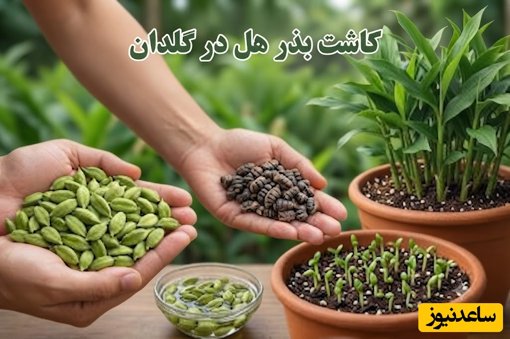 اگر می‌خواهید از یک دانه هل، گیاهی سالم و سرسبز داشته باشید، این روش اصولی را قدم‌به‌قدم یاد بگیرید