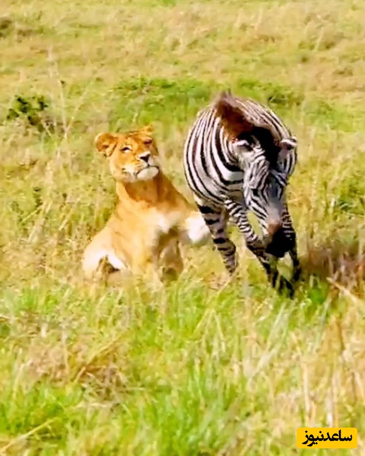 (ویدئو) مستندحیات وحش، راز بقا؛ این داستان: لگدهای قدرتمند گورخر آفریقایی برای مهار حملات برق آسای چیتا