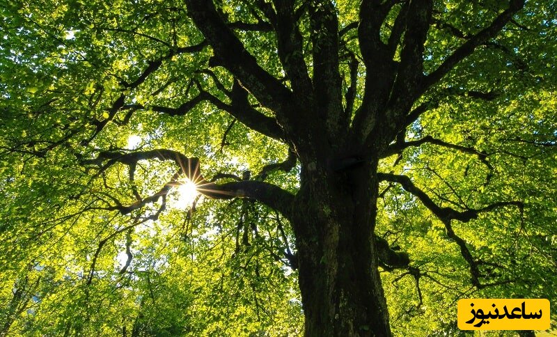 زیباترین درخت جهان با برگ های طلایی با 800 سال قدمت که یک مار سفید از آن نگهبانی می کند +عکس