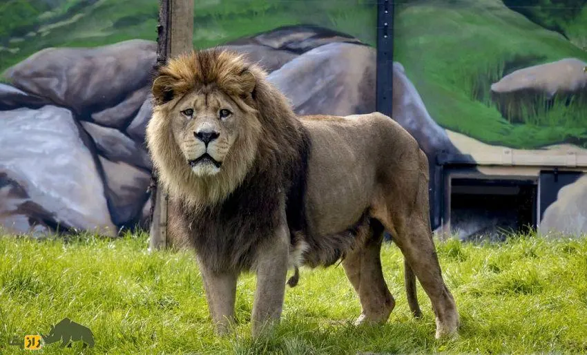 آخرین عکس و فیلم از 5 حیوان منقرض شده!/ غمگین ترین تصویر از ببر مازندران و نایاب ترین عکس از شیر بربری!