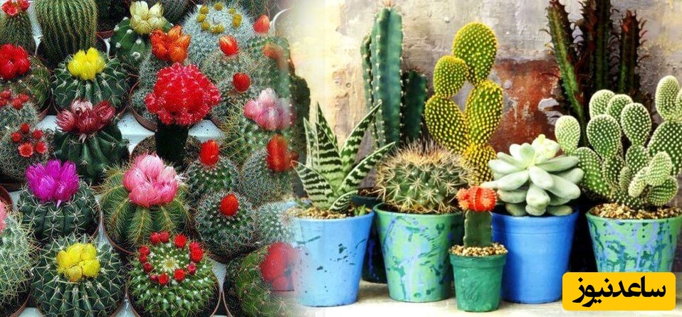 شرایط نگهداری از کاکتوس در تابستان / نکاتی که از آفتاب سوختگی و قارچ زدن جلوگیری می کند + فیلم