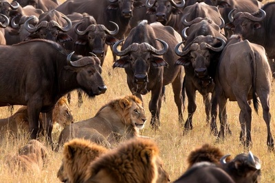 درس هایی از طبیعت؛ مستند حیات وحش/شکست شیرها در مقابل اتحاد دفاع گله گاومیش‌ها+فیلم