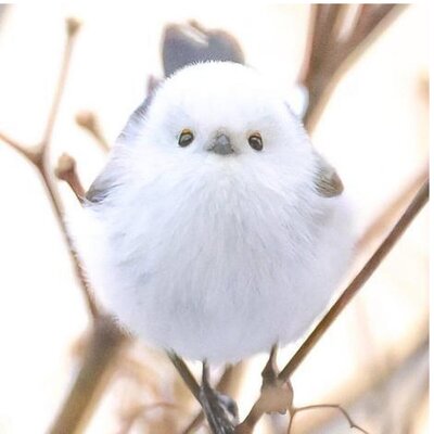 این توپ برفی، پرنده بومی ژاپن است+ عکس