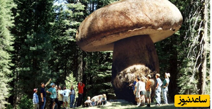 قارچ بزرگ