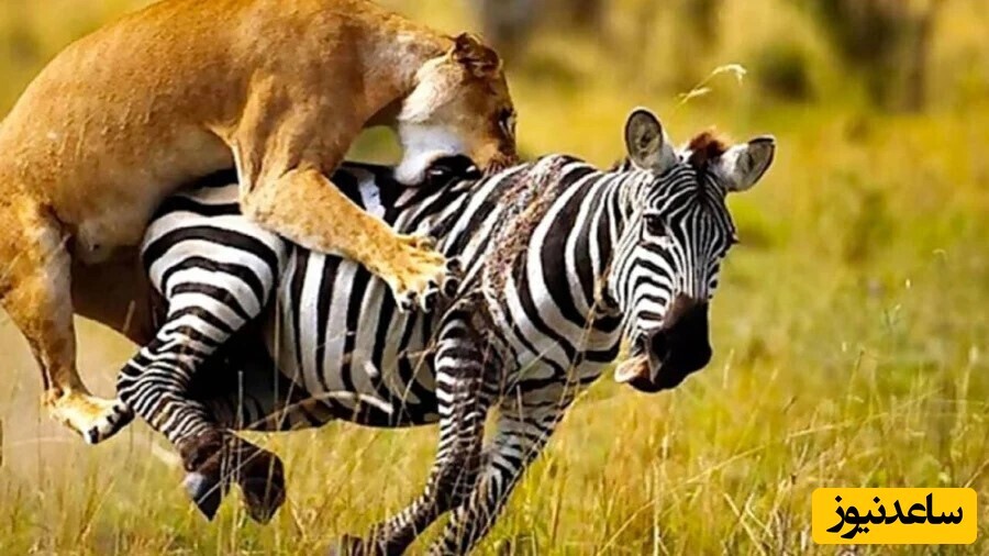 مستند حیات وحش / جدال نفس‌گیر؛ رویارویی مرگ و زندگی میان شیر و گورخر!