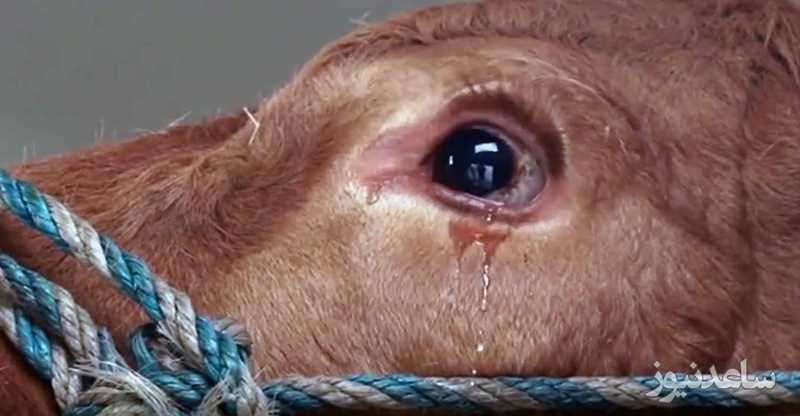 (ویدئو) گریه های جانسوز یک گاو در کشتارگاه/ دلم براش کباب شد!