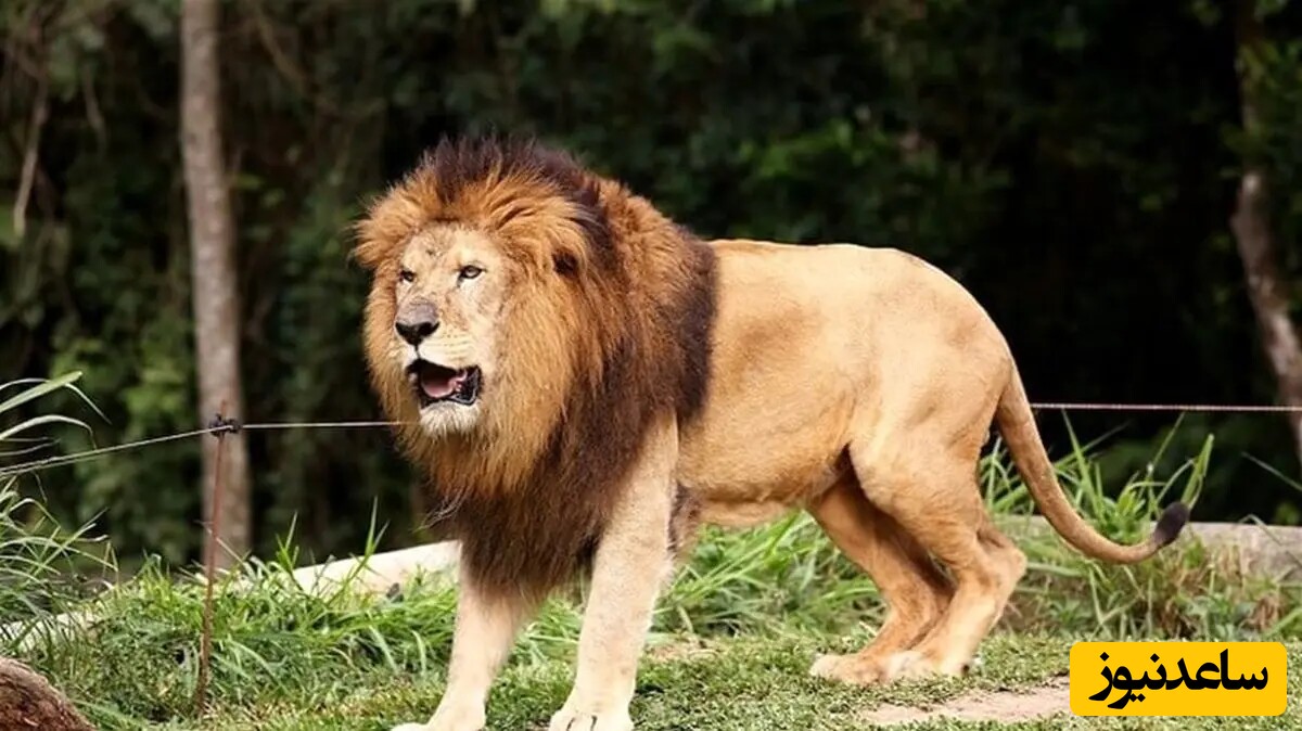 دیدن شیر در خواب چه تعبیری دارد؟ / تعبیر خواب شیر + فیلم