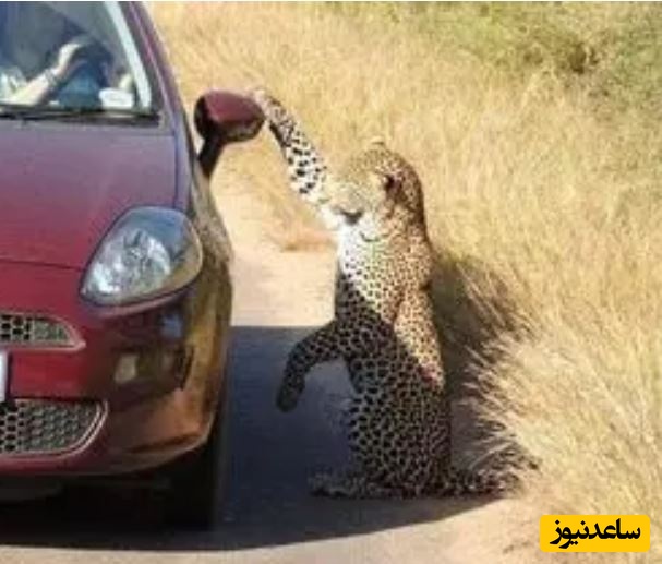 بازی بامزه «پلنگ» با تصویر بازتاب‌شده‌ خودش روی بدنه‌ خودرو!