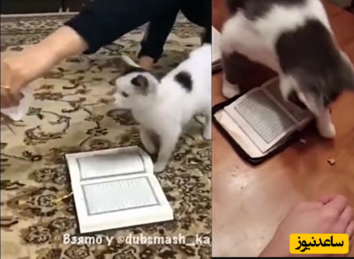 (فیلم) گربه‌ها به هیچ وجه روی قرآن پا نمی‌گذارند! / عقل گربه‌ها از بعضی‌ از آدم‌ها بیشتر است!