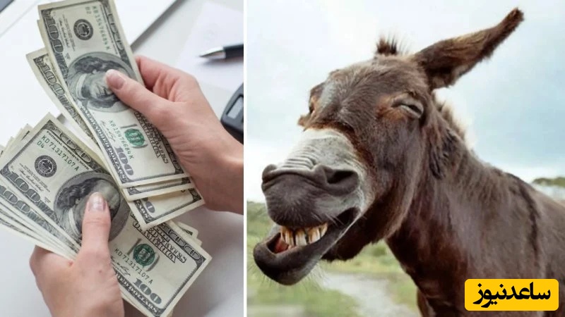 عنبر نسا گران‌تر از دلار شد!/ بازار جدید سرمایه‌گذاری😂 / قیمت جدید را ببینید