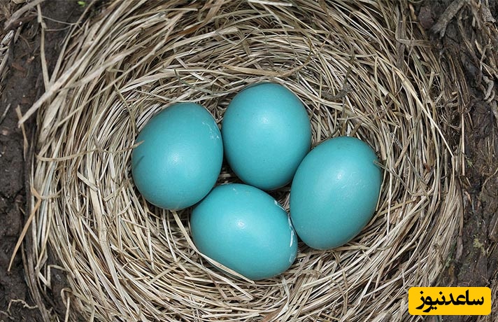 کشف پستاندار عجیبی که مثل پرنده تخم می‌گذارد!